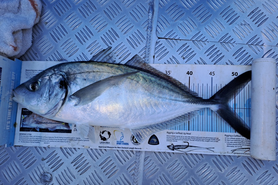 Adam Bowden  caught this 48.5cm Trevally at Northland during The Export NZ Fishing Competition