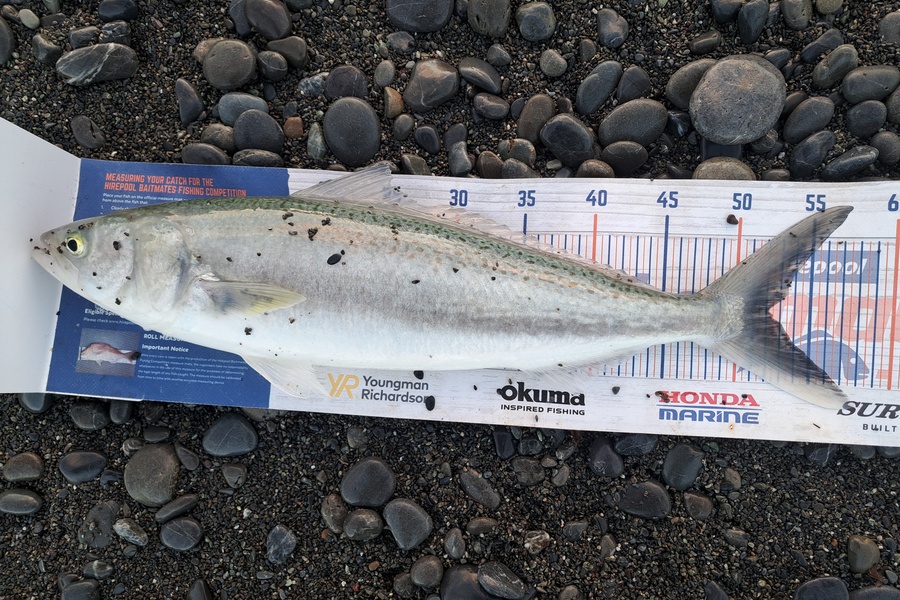 Harry Kovacs caught this 52.0cm Kahawai at Wellington during The Export NZ Fishing Competition