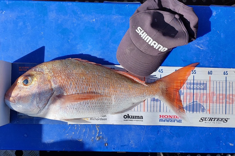 Sarah Jolliffe caught this 50.5cm Snapper at Auckland during The Export NZ Fishing Competition