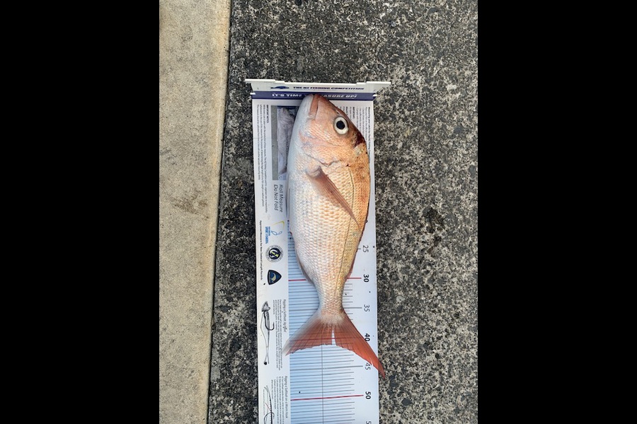 Stephen Attwood caught this 41.0cm Snapper at Northland during The Export NZ Fishing Competition