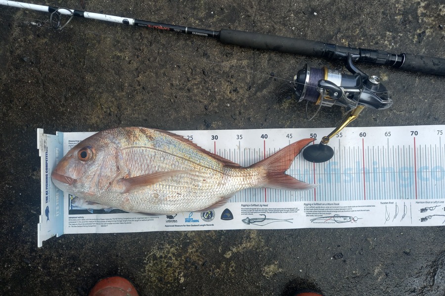 Mike Crawford caught this 43.5cm Snapper at Northland during The Export NZ Fishing Competition