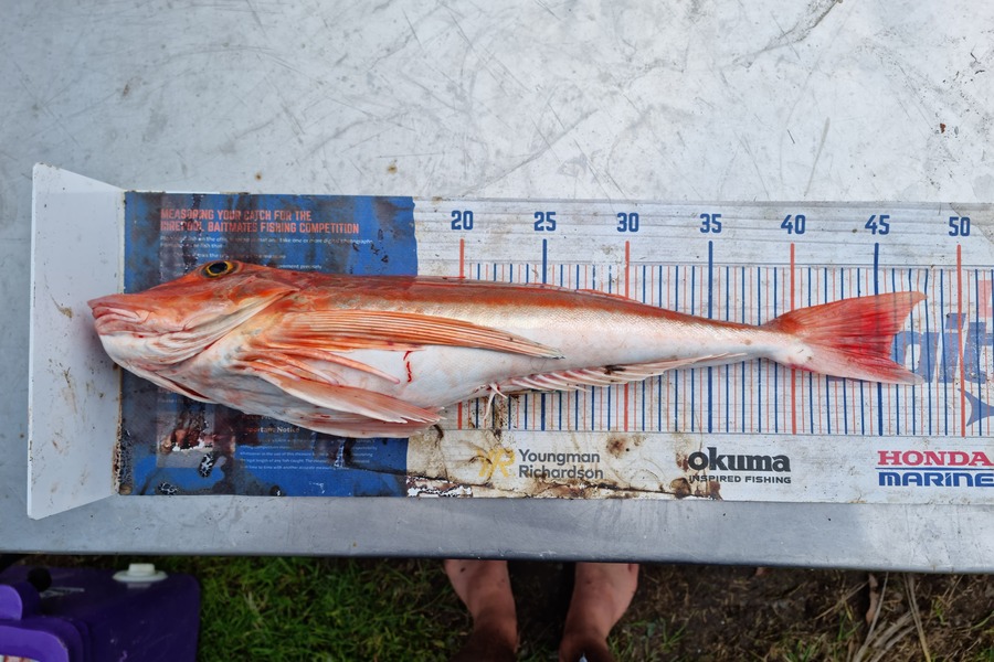 Jayden Emtage caught this 45.5cm Gurnard at Northland during The Export NZ Fishing Competition