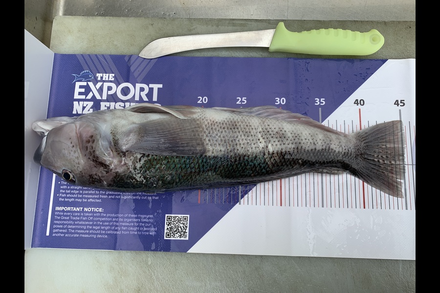 Greg George caught this 45.0cm Blue Cod at Taranaki during The Export NZ Fishing Competition