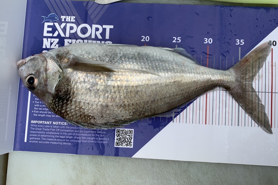 Greg George caught this 37.0cm Tarakihi at Taranaki during The Export NZ Fishing Competition
