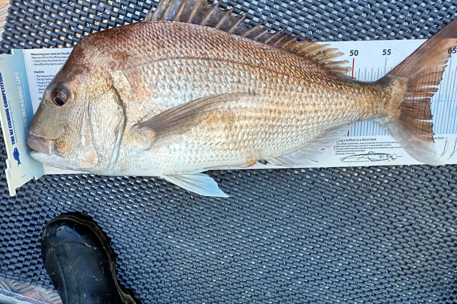 Nicole  Frood caught this 62.5cm Snapper at Northland during The Export NZ Fishing Competition