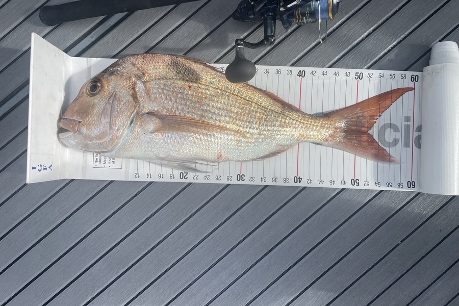 Johnny Kolk caught this 52.0cm Snapper at Bay of Plenty during The Export NZ Fishing Competition