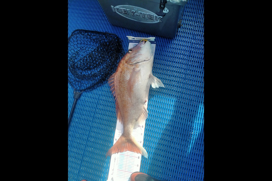Matthew Turner caught this 77.0cm Snapper at Taranaki during The Export NZ Fishing Competition