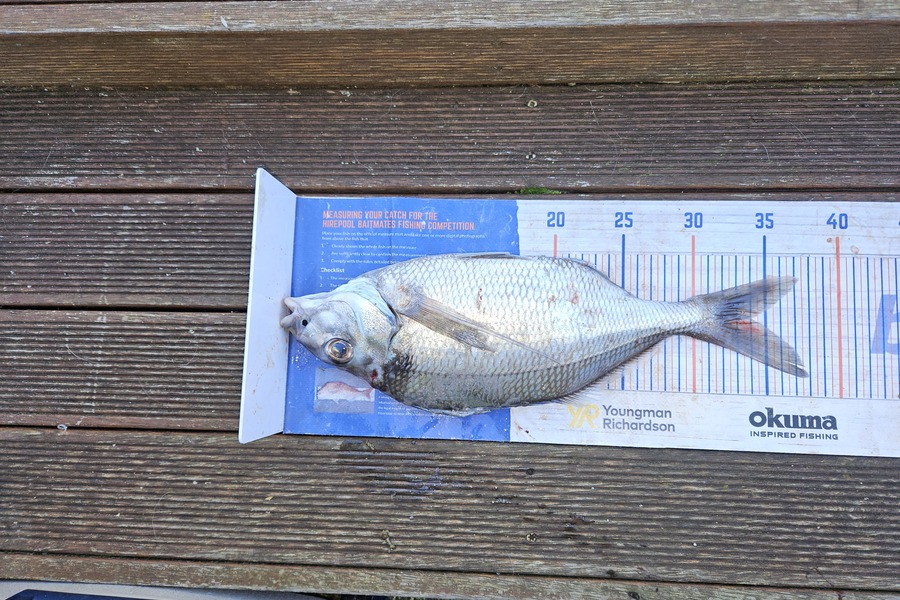 David Kovacs caught this 34.0cm Tarakihi at Wellington during The Export NZ Fishing Competition