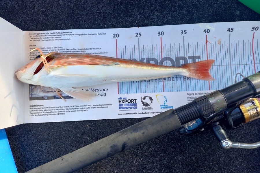 Andrew Tohu caught this 40.0cm Gurnard at Northland during The Export NZ Fishing Competition