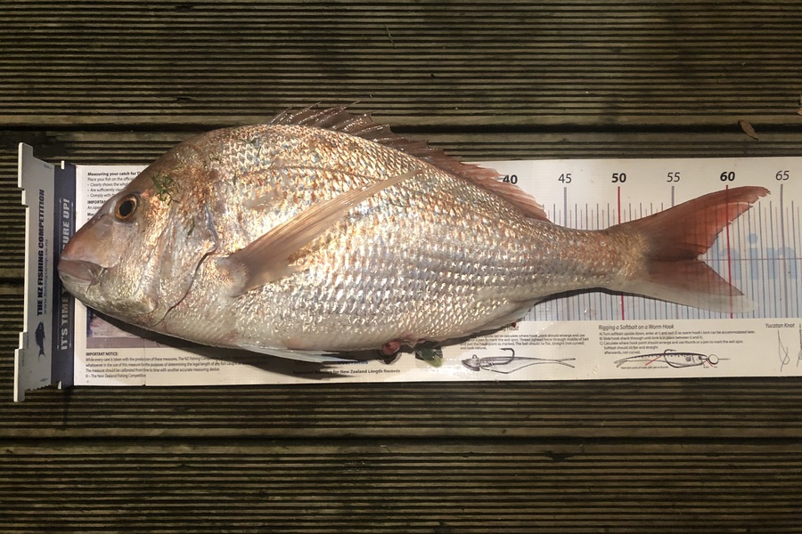 Andrew Froome caught this 57.0cm Snapper at Taranaki during The Export NZ Fishing Competition