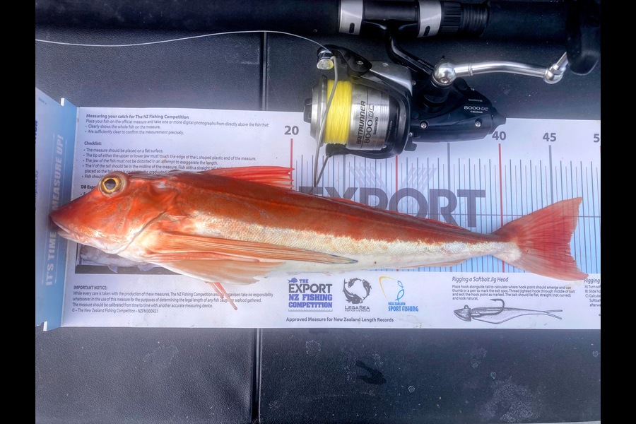 Kevin Brockhurst caught this 46.5cm Gurnard at Nelson/Marlborough during The Export NZ Fishing Competition