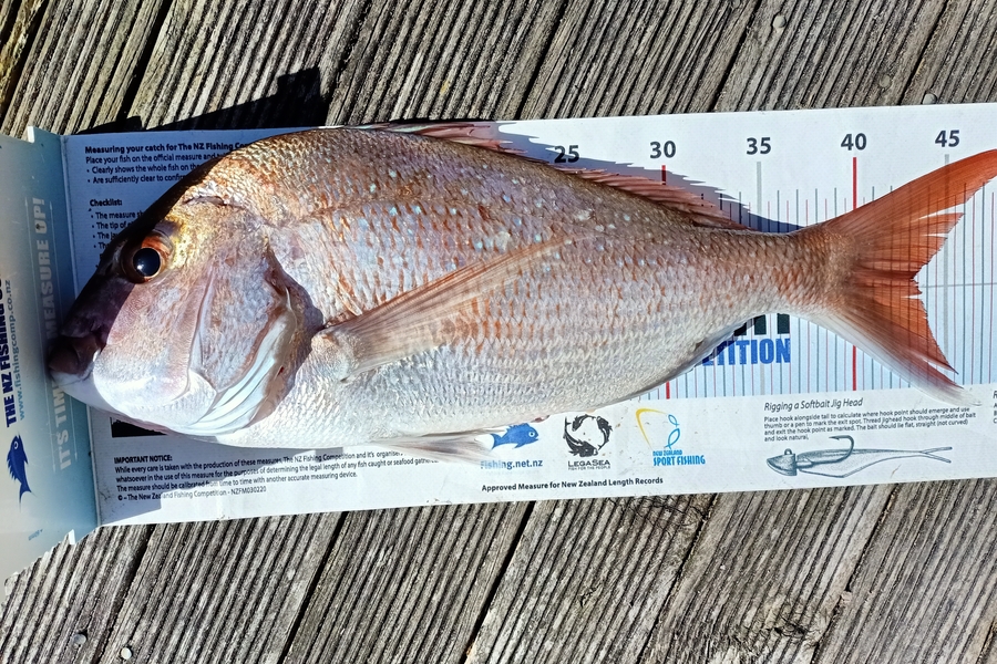 Nicole  Frood caught this 43.0cm Snapper at Northland during The Export NZ Fishing Competition