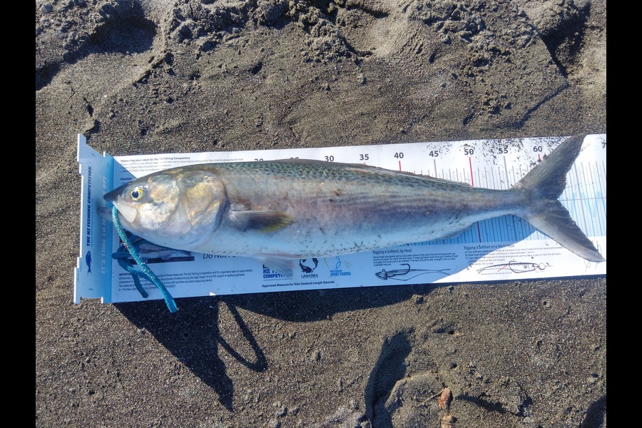 Richard Cash caught this 61.5cm Kahawai at Manawatu during The Export NZ Fishing Competition