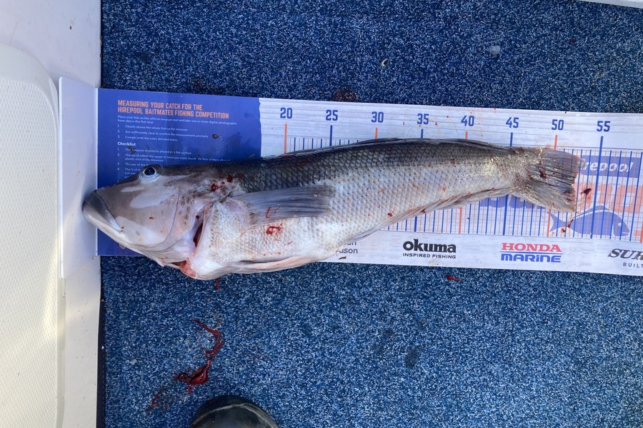 Scott Brunt caught this 52.0cm Blue Cod at Nelson/Marlborough during The Export NZ Fishing Competition