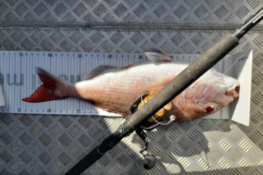 Mark Beauchamp caught this 62.0cm Snapper at Northland during The Export NZ Fishing Competition