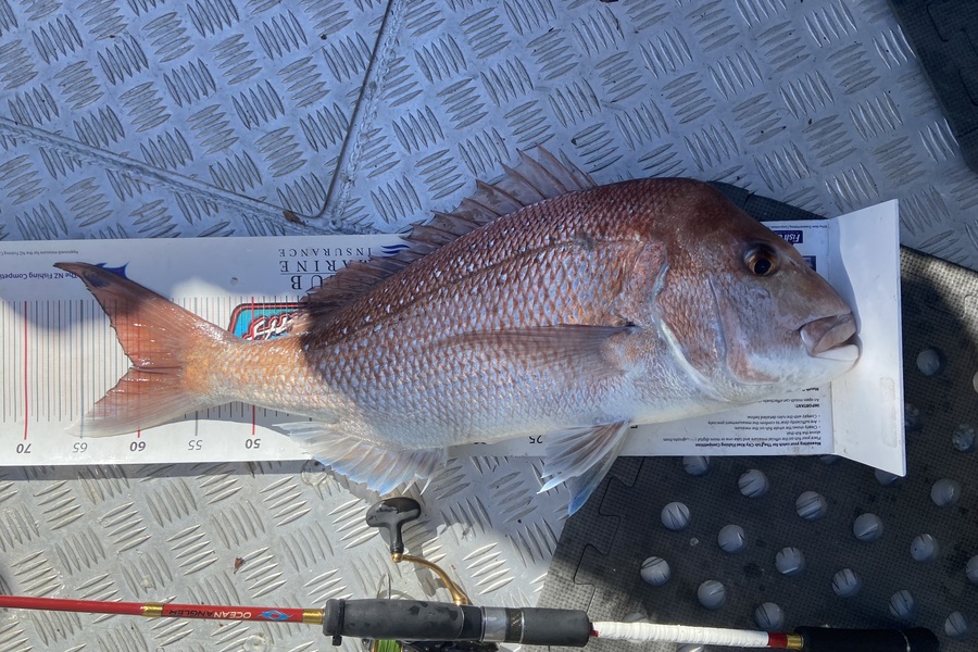 garry ng caught this 60.5cm Snapper at Coromandel during The Export NZ Fishing Competition