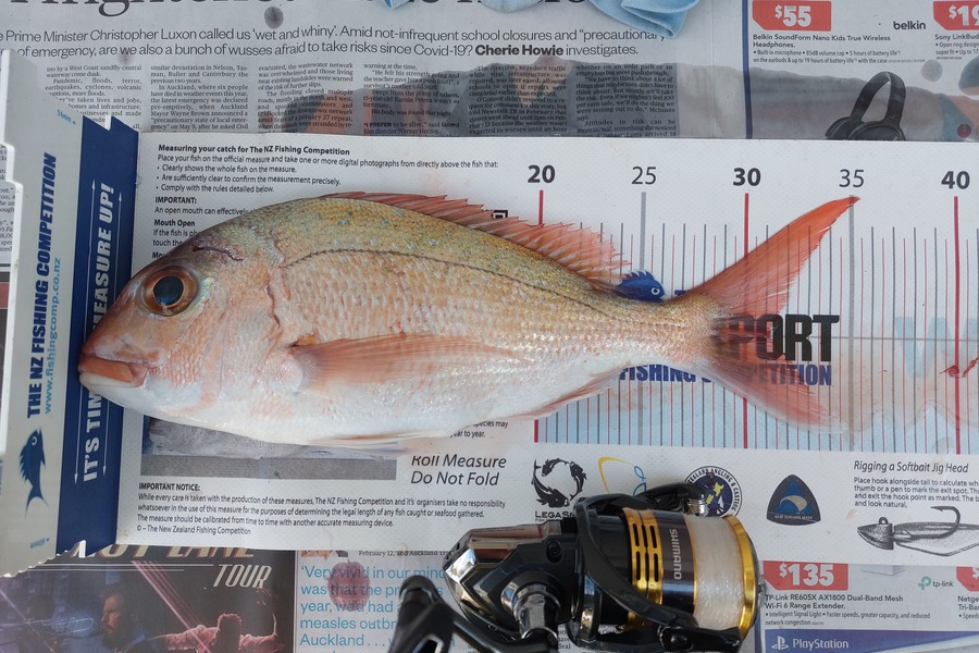 Dick Bavelaar caught this 31.0cm Snapper at Auckland during The Export NZ Fishing Competition