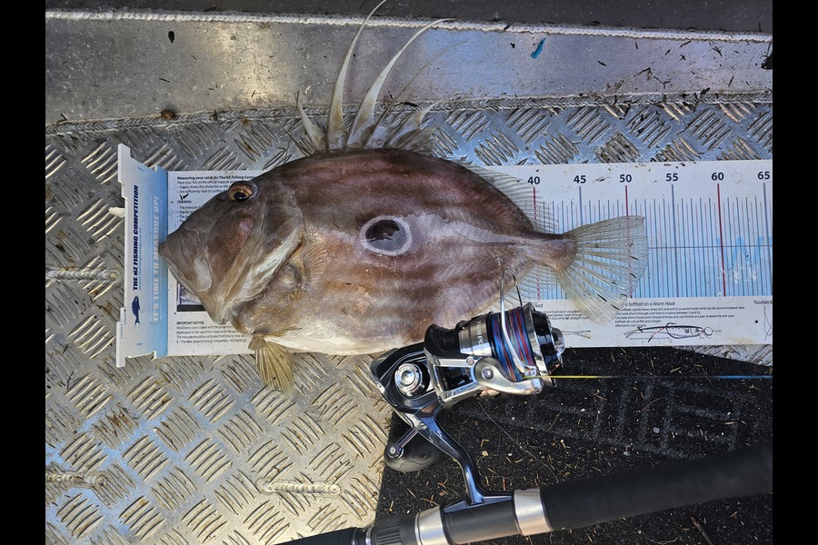Megan Reelick caught this 52.0cm John Dory at Auckland during The Export NZ Fishing Competition