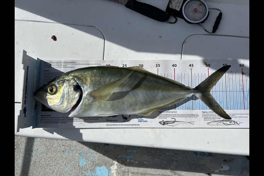 Blair Brookbanks caught this 50.0cm Trevally at Northland during The Export NZ Fishing Competition