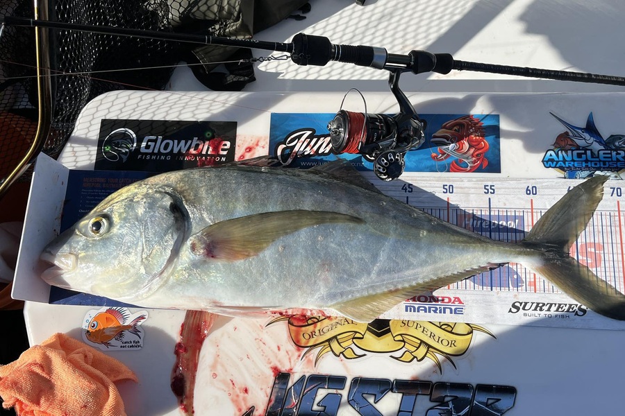 Alton King caught this 64.0cm Trevally at Auckland during The Export NZ Fishing Competition