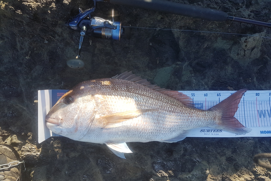Paul White caught this 70.5cm Snapper at East Cape during The Export NZ Fishing Competition