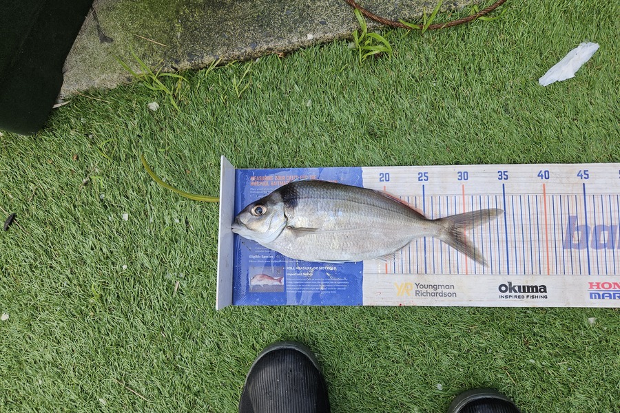 David Kovacs caught this 30.0cm Tarakihi at Wellington during The Export NZ Fishing Competition