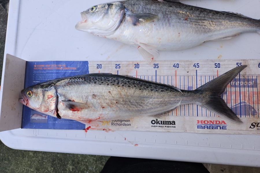 David Kovacs caught this 50.0cm Kahawai at Wellington during The Export NZ Fishing Competition