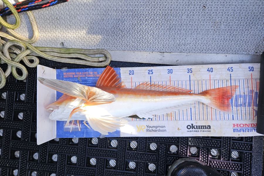 David Kovacs caught this 44.5cm Gurnard at Wellington during The Export NZ Fishing Competition