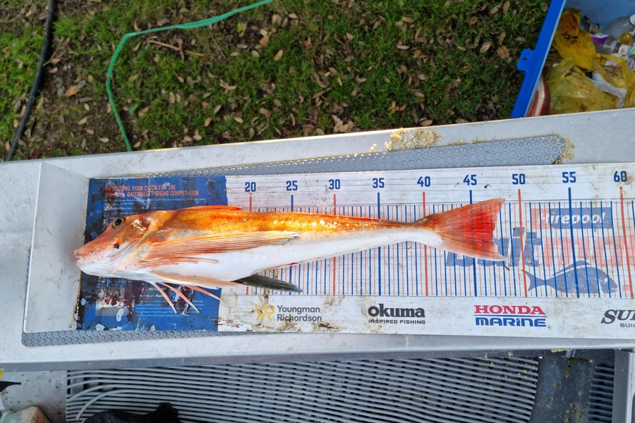 Jayden Emtage caught this 47.0cm Gurnard at Northland during The Export NZ Fishing Competition