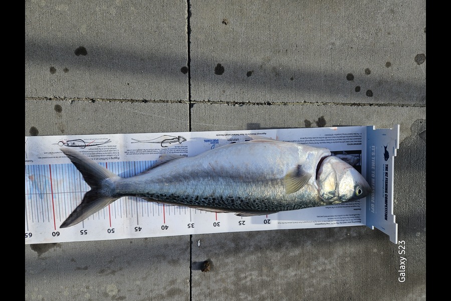 Joe Buhagiar caught this 53.0cm Kahawai at Auckland during The Export NZ Fishing Competition
