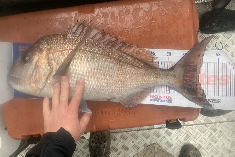 Matt Harrison caught this 59.5cm Snapper at Northland during The Export NZ Fishing Competition