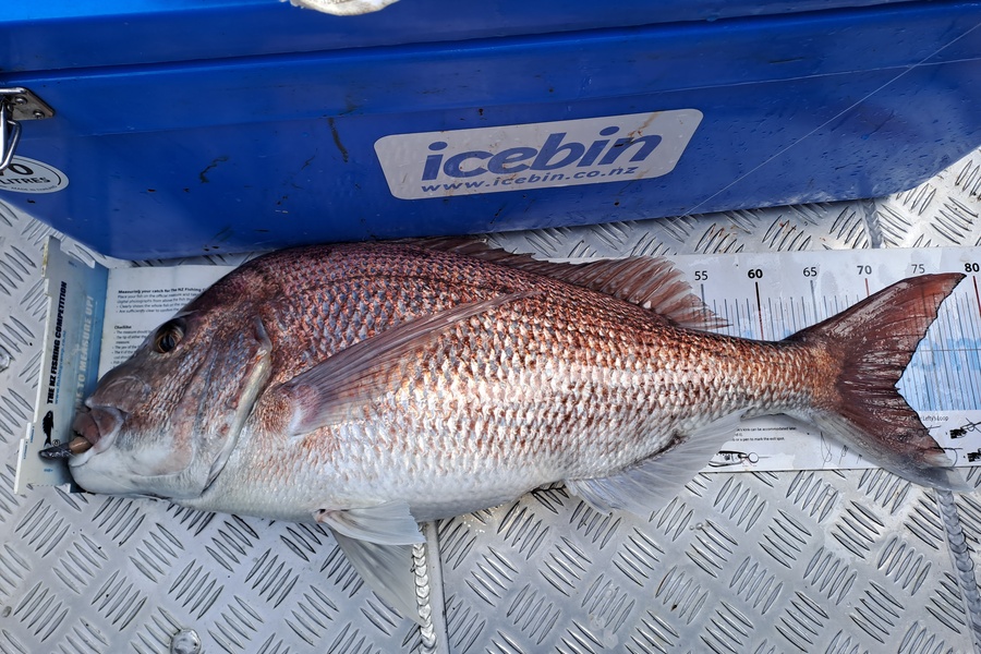 Adam Bowden  caught this 71.0cm Snapper at Northland during The Export NZ Fishing Competition