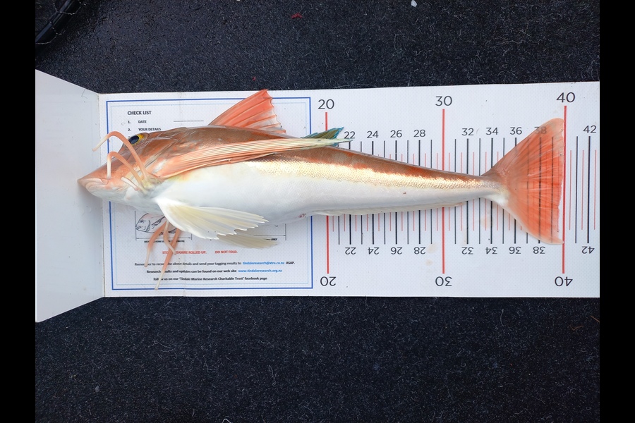 Andrew Tohu caught this 39.5cm Gurnard at Northland during The Export NZ Fishing Competition