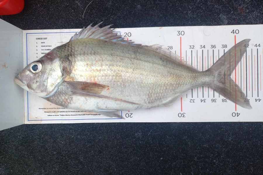 Michelle Venables caught this 39.0cm Tarakihi at Northland during The Export NZ Fishing Competition