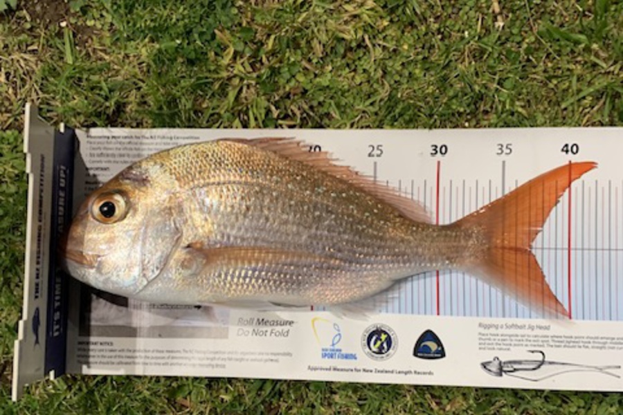 Stephen Attwood caught this 37.0cm Snapper at Northland during The Export NZ Fishing Competition