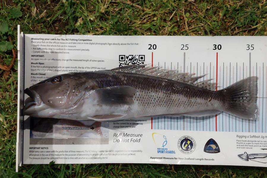 Janet Attwood caught this 36.0cm Blue Cod at Northland during The Export NZ Fishing Competition