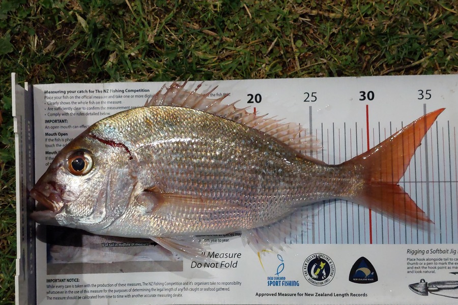 Janet Attwood caught this 32.0cm Snapper at Northland during The Export NZ Fishing Competition