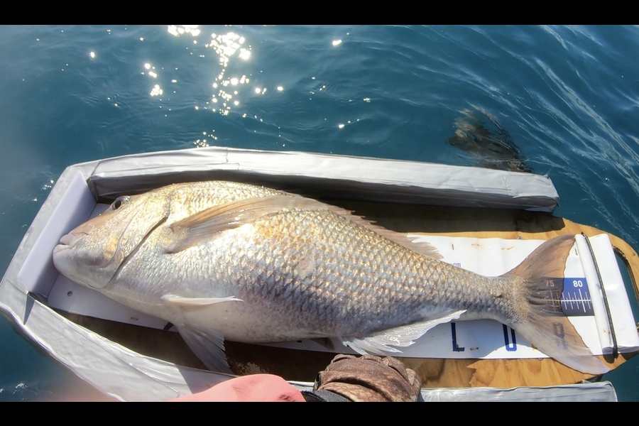 Laurie Pottinger caught this 76cm Snapper at East Cape during The Export NZ Fishing Competition