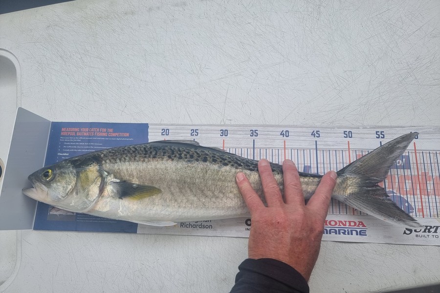 Andrew  Graham  caught this 53.5cm Kahawai at Auckland during The Export NZ Fishing Competition