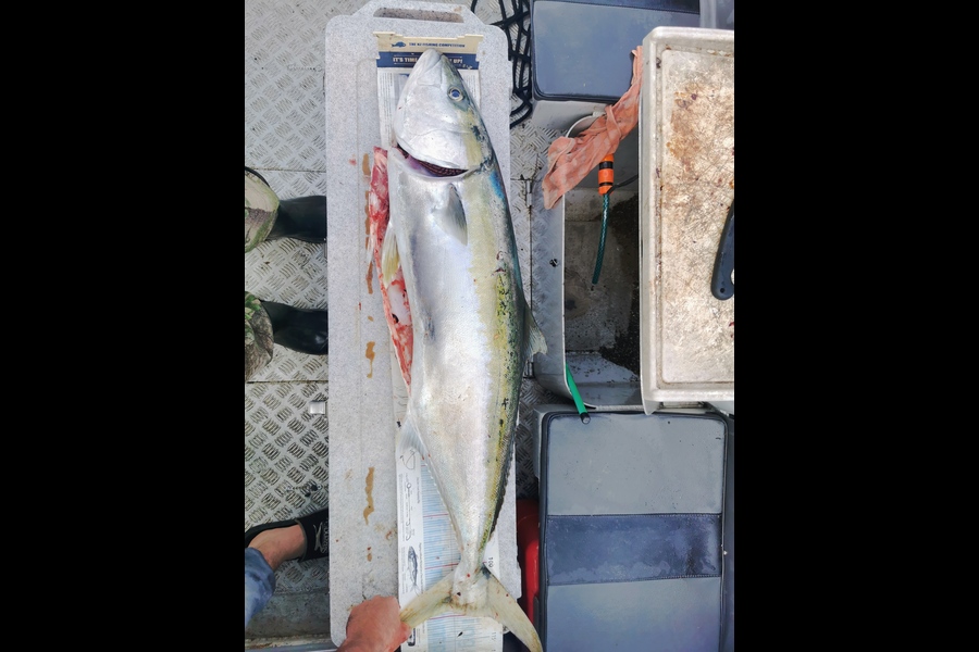 Mark Sorensen caught this 108.0cm Kingfish at Northland during The Export NZ Fishing Competition