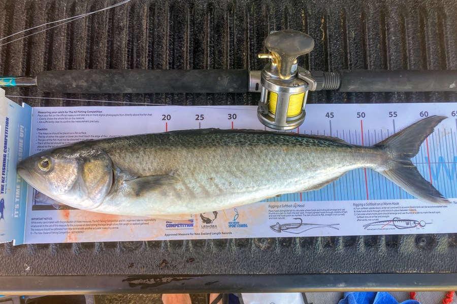 Kevin Brockhurst caught this 57.0cm Kahawai at Nelson/Marlborough during The Export NZ Fishing Competition