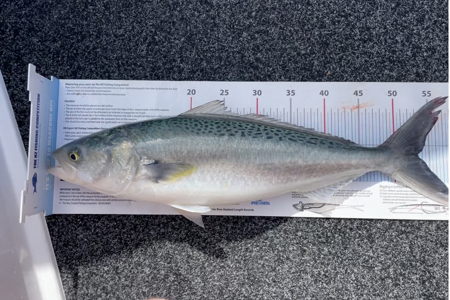 James McLean caught this 53.0cm Kahawai at Auckland during The Export NZ Fishing Competition