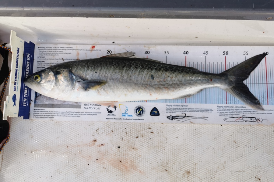 Jordan Smith caught this 54.0cm Kahawai at Auckland during The Export NZ Fishing Competition