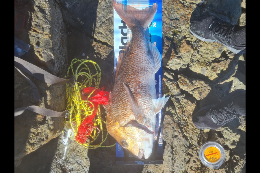 Zion  Presling  caught this 78.0cm Snapper at Coromandel during The Export NZ Fishing Competition