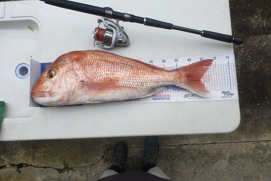 Antony Folwell caught this 63.5cm Snapper at Auckland during The Export NZ Fishing Competition
