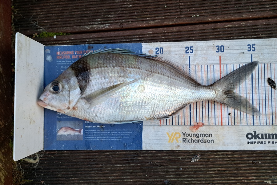 Harry Kovacs caught this 32.0cm Tarakihi at Wellington during The Export NZ Fishing Competition