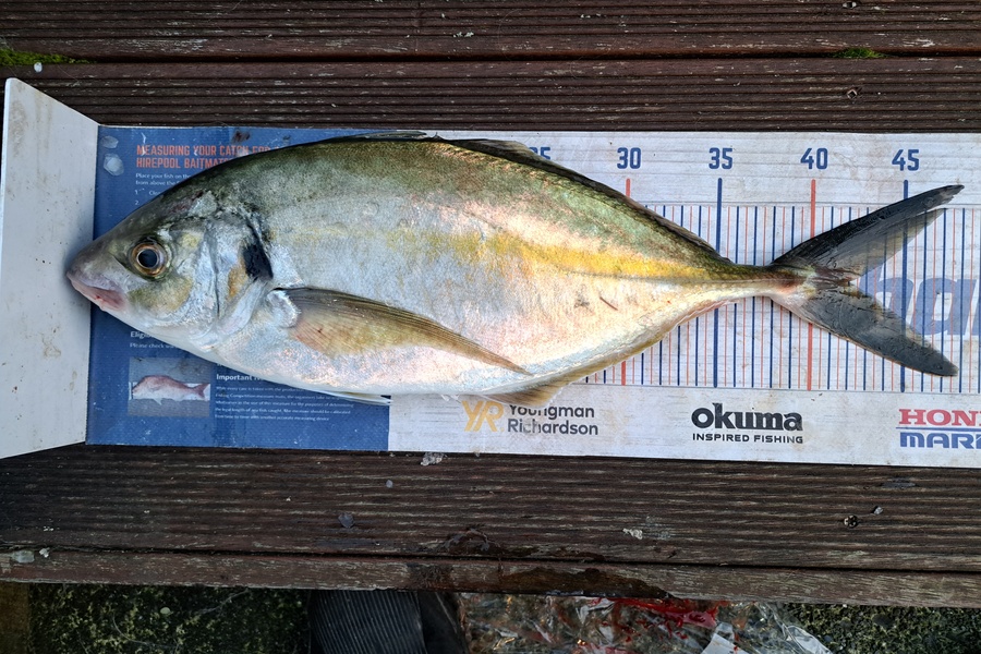 Harry Kovacs caught this 42.0cm Trevally at Wellington during The Export NZ Fishing Competition