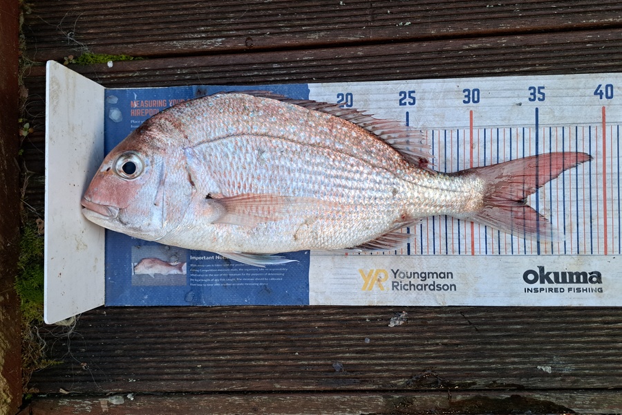 Harry Kovacs caught this 34.0cm Snapper at Wellington during The Export NZ Fishing Competition
