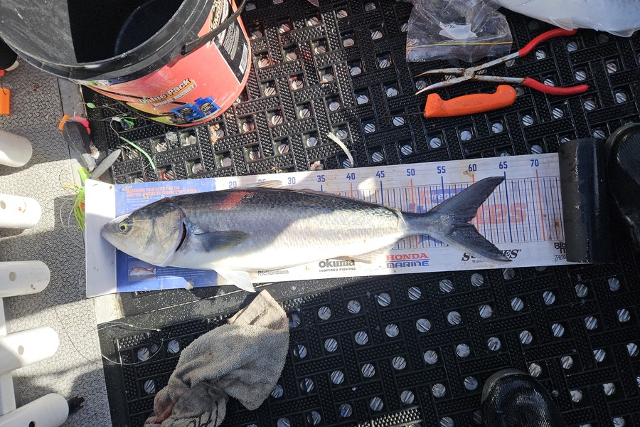 David Kovacs caught this 58.0cm Kahawai at Wellington during The Export NZ Fishing Competition