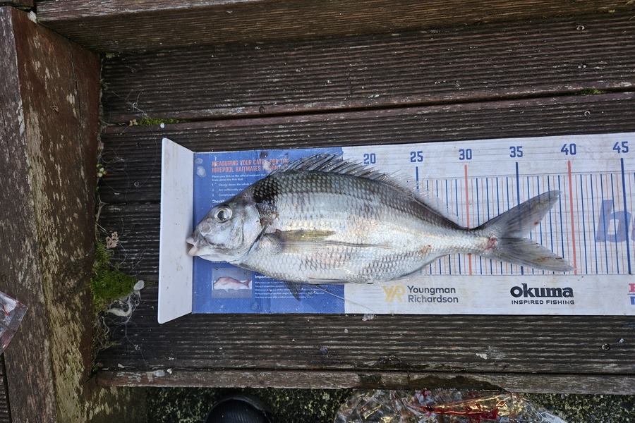 David Kovacs caught this 35.0cm Tarakihi at Wellington during The Export NZ Fishing Competition